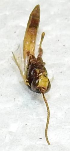 Ichneumoninae